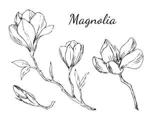 Magnolia flower Set. Outline hand drawing. Plant branch for tattoos and invitations
