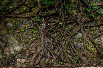 tree roots stuck in old stone wall in nature location