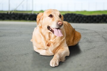 Sad young Dog lying down waiting for family