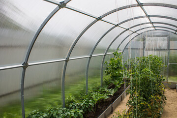 A semicircular transparent plastic greenhouse from the inside with green tops of cucumbers and tomatoes in the beds on a summer day and a space for copying. Concept gardening and plant care