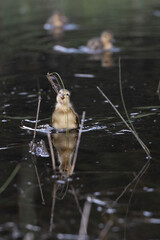 Fototapeta premium Mama Mallard duck with her ducklings in Yosemite