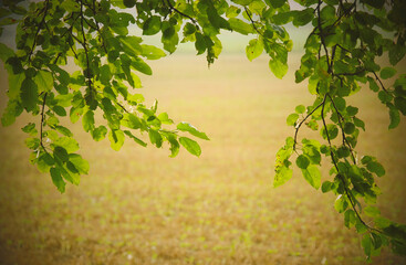 Warm, hazy, summer evenings on the field