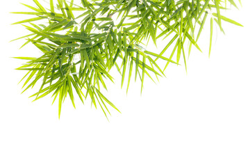 Bamboo leaves isolated on a white background