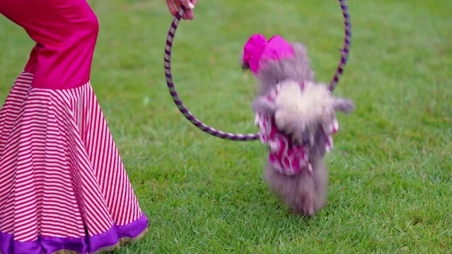 Performance with trained dogs on a green lawn. 