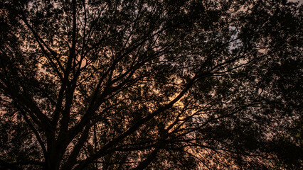 Naklejka premium Sunset among the trees.