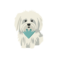 White Italian lapdog. Breed Bolognese on a white background