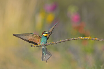 A European Bee-eater lands on a branch with an insect in its mouth.