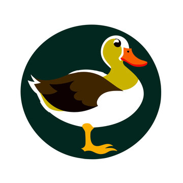 duck vector ilustration