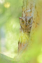 The owl hid behind the tree..