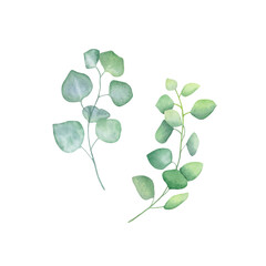 Set of watercolor eucalyptus isolated on transparent background. Hand drawn illustration. Design element. For cards, wedding invitations, mother's day, birthday, valentine's day, March 8, easter.