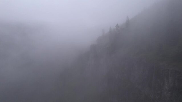 Trees and Trail in a Foggy Forest