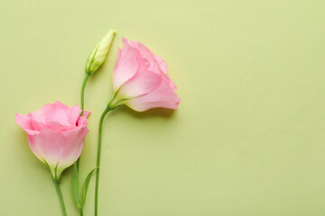 Beautiful pink eustoma flowers on green background