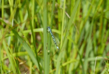 A spear-bearing dragonfly on a green blade of grass on a sunny summer day. A predatory blue insect rests on a stalk near a pond.