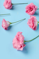 Obraz na płótnie Canvas Beautiful pink eustoma flowers on blue background
