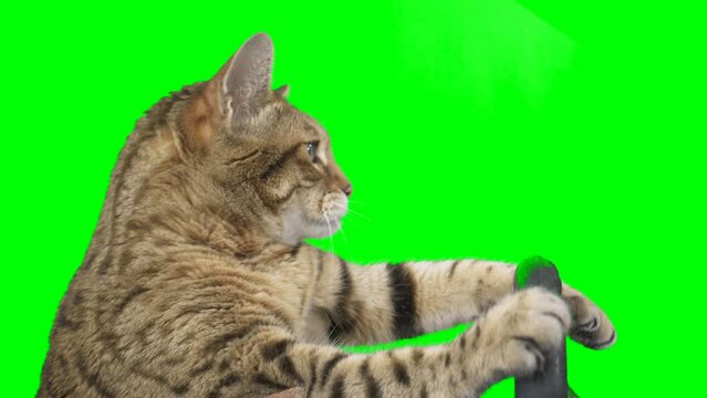 Side view of a cat sitting behind a steering wheel on green screen isolated with chroma key, real shot. Bengal cat driving a car.