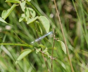 A spear-bearing dragonfly on a green blade of grass on a sunny summer day. A predatory blue insect rests on a stalk near a pond.
