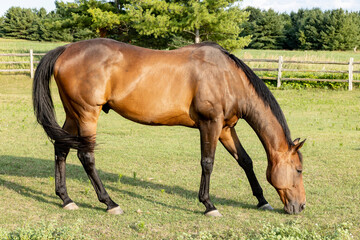 Fototapeta premium An eighteen-year-old Thoroughbred gelding grazing in a pasture with a split-rail fence.