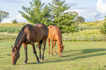 Two older Thoroughbred geldings grazing in a pasture with a split-rail fence in the summer,  - obrazy, fototapety, plakaty