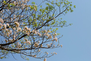 Trumpet Tree, Pink Poui, New World Trumpet, Rosy Trumpet
