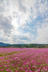 青空とコスモス畑（大分県中津市）