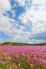 青空とコスモス畑（大分県中津市）