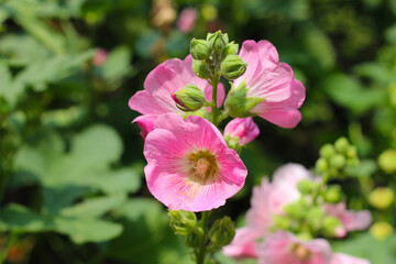 Fototapeta premium Beautiful pink hollyhock flower in the garden