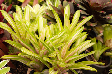 Bromeliad in the garden. Colorful plant leaves