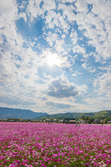 青空とコスモス畑（大分県中津市）