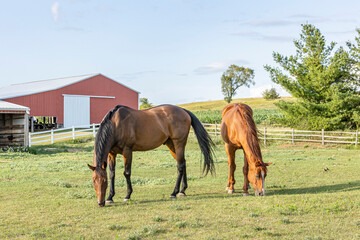 Two older Thoroughbred geldings grazing in a pasture with a pole shed and a run-in shed in the...