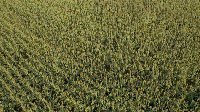flyby over sorghum plantation in sunny afternoon