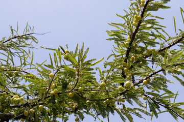 Phyllanthus emblica tree with fruits (Indian Gooseberry, Amla)