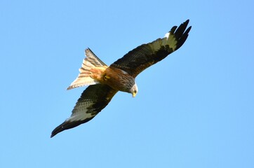 hawk flying under blue sky