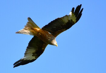 Obraz premium hawk flying under blue sky