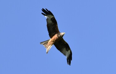 hawk flying under blue sky