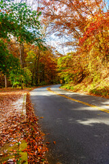 empty car road in the autumn forest. Autumn colors of colorful trees on a sunny day.