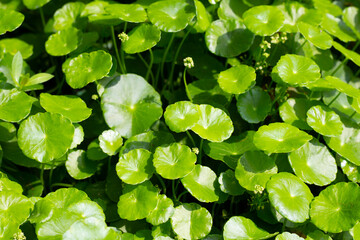 Centella asiatica (gotu kola). Fresh green leaves herb background.