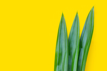Pandan leaves on yellow background.