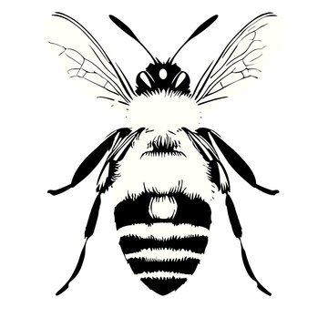 black and white bee wings spread clip art preview