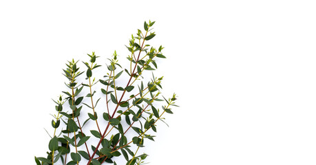 Green leaves of eucalyptus on white