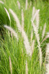 Fountain grass or pennisetum alopecuroides
