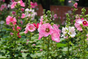 Beautiful pink hollyhock flower in the garden