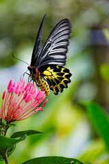 butterfly on flower