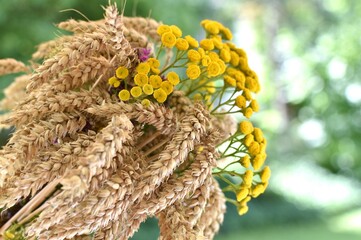 bunch of dry ears of wormwood wheat close-up