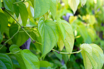 Green leaves of betel plant in the garden