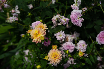 pink and yellow wild flowers
