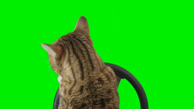 Cat sitting behind a steering wheel facing backward on green screen isolated with chroma key, real shot. Bengal cat driving a car.