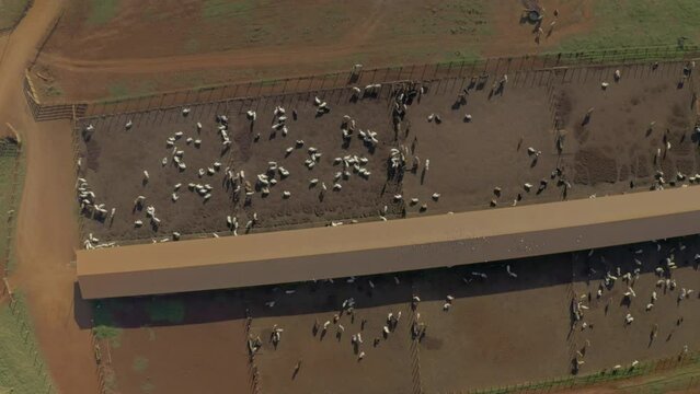 top view flight over rural area with confined cattle