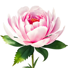 amazing watercolor painting of a Peony on a white background