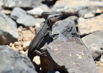 un lagarto gigante tipico de las islas canarias