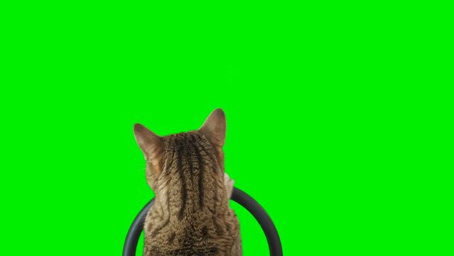 Cat sitting behind a steering wheel facing backward on green screen isolated with chroma key, real shot. Bengal cat driving a car.